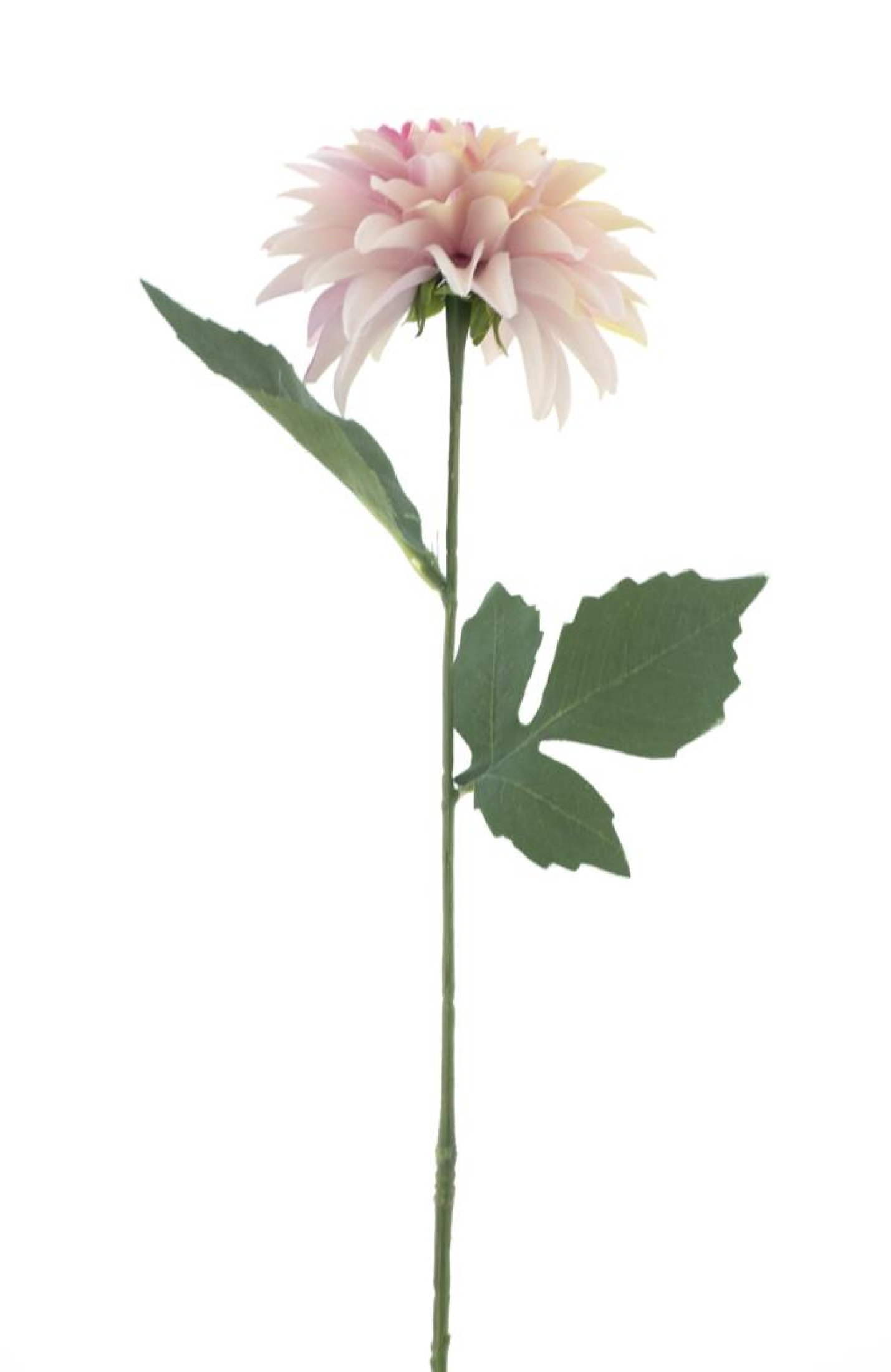 Dahlie Malang pink 63cm 22613-7