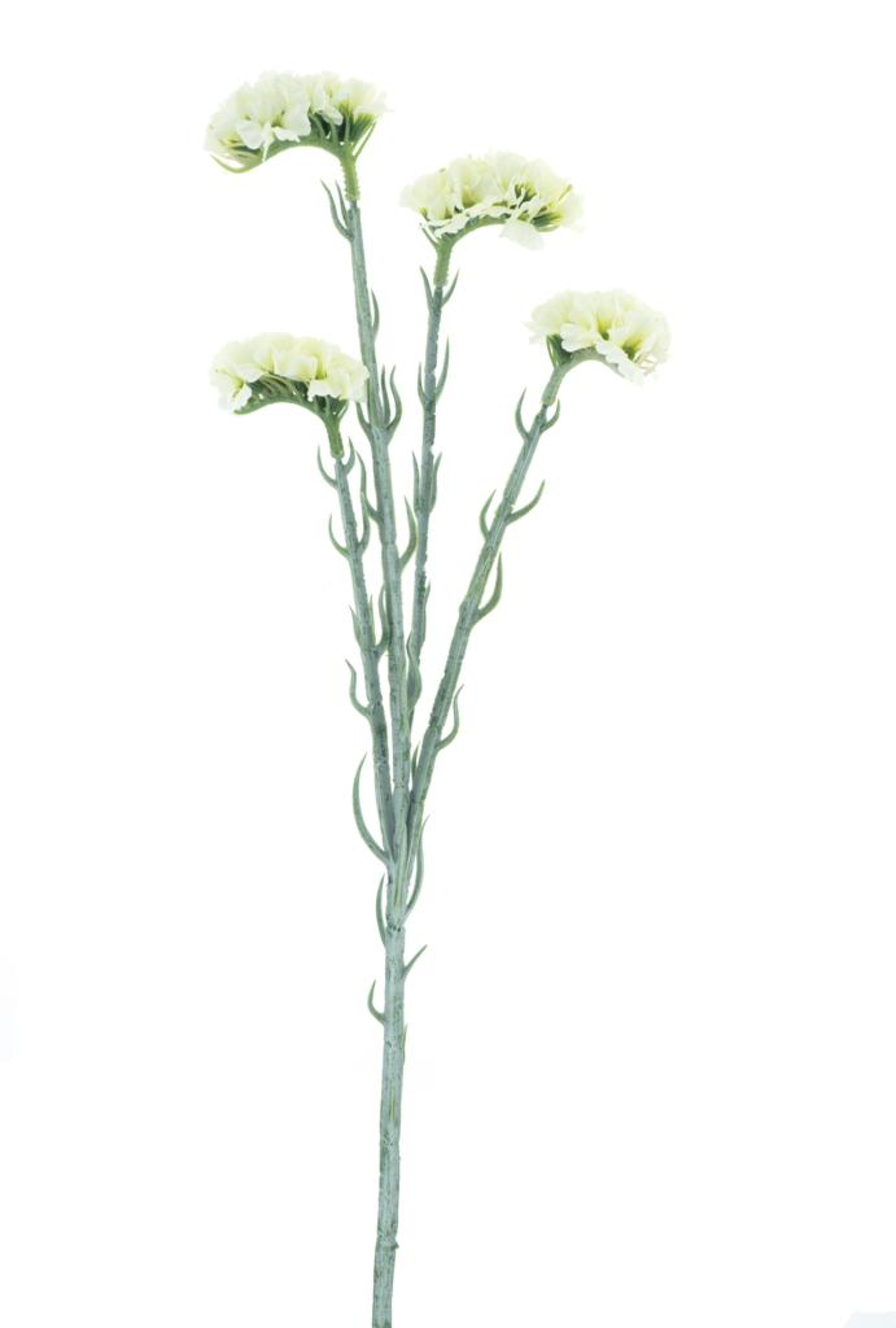 Statice creme 64cm 22672-0