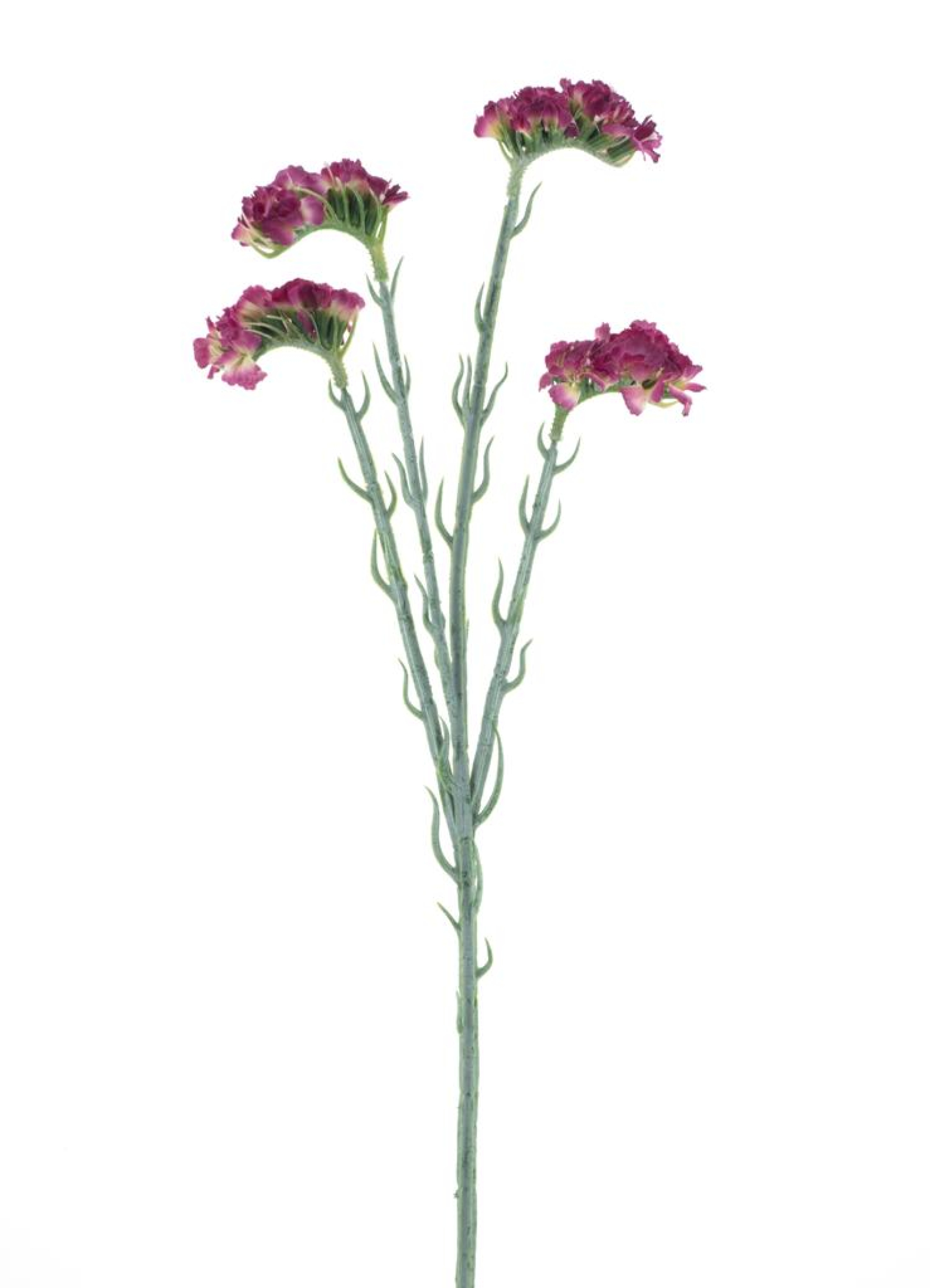 Statice rot 64cm 22672-3