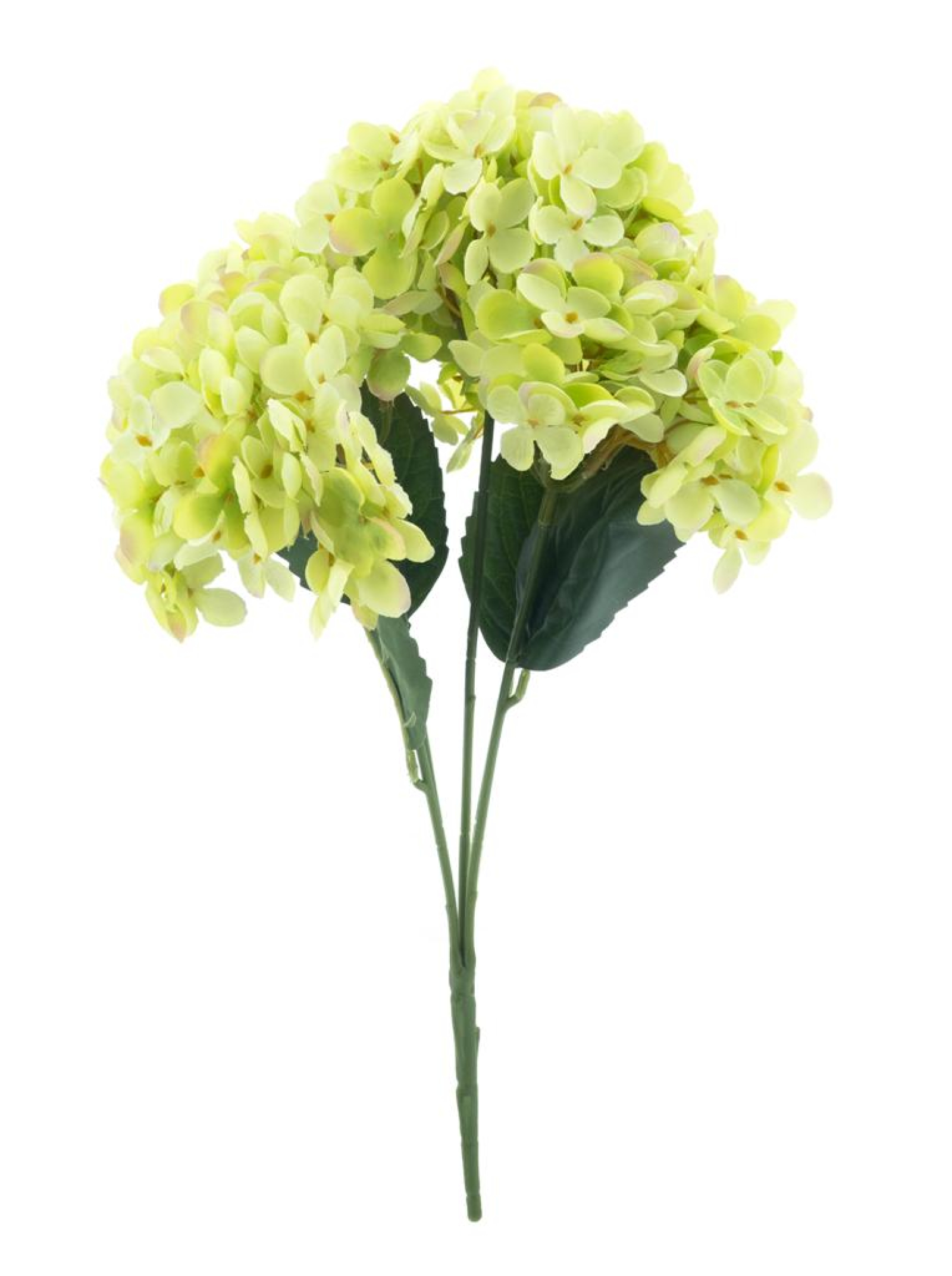 Hortensien-Busch Eifel gruen 47cm 22729-1