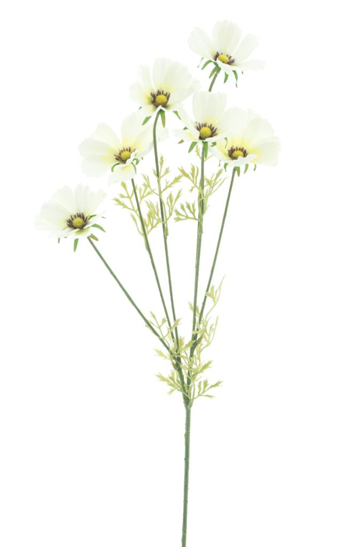 Cosmea-Zweig Aerosol creme 79cm 22759-0