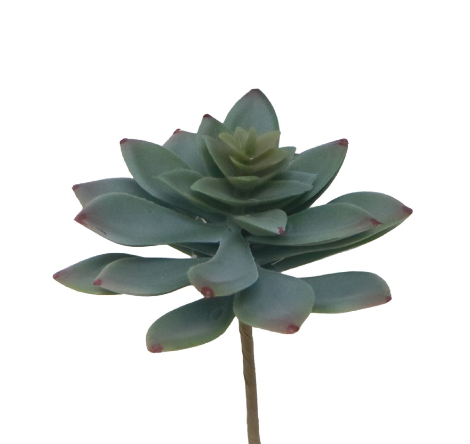 Sukkulente, 11,25cm grau/gruen 280027-72