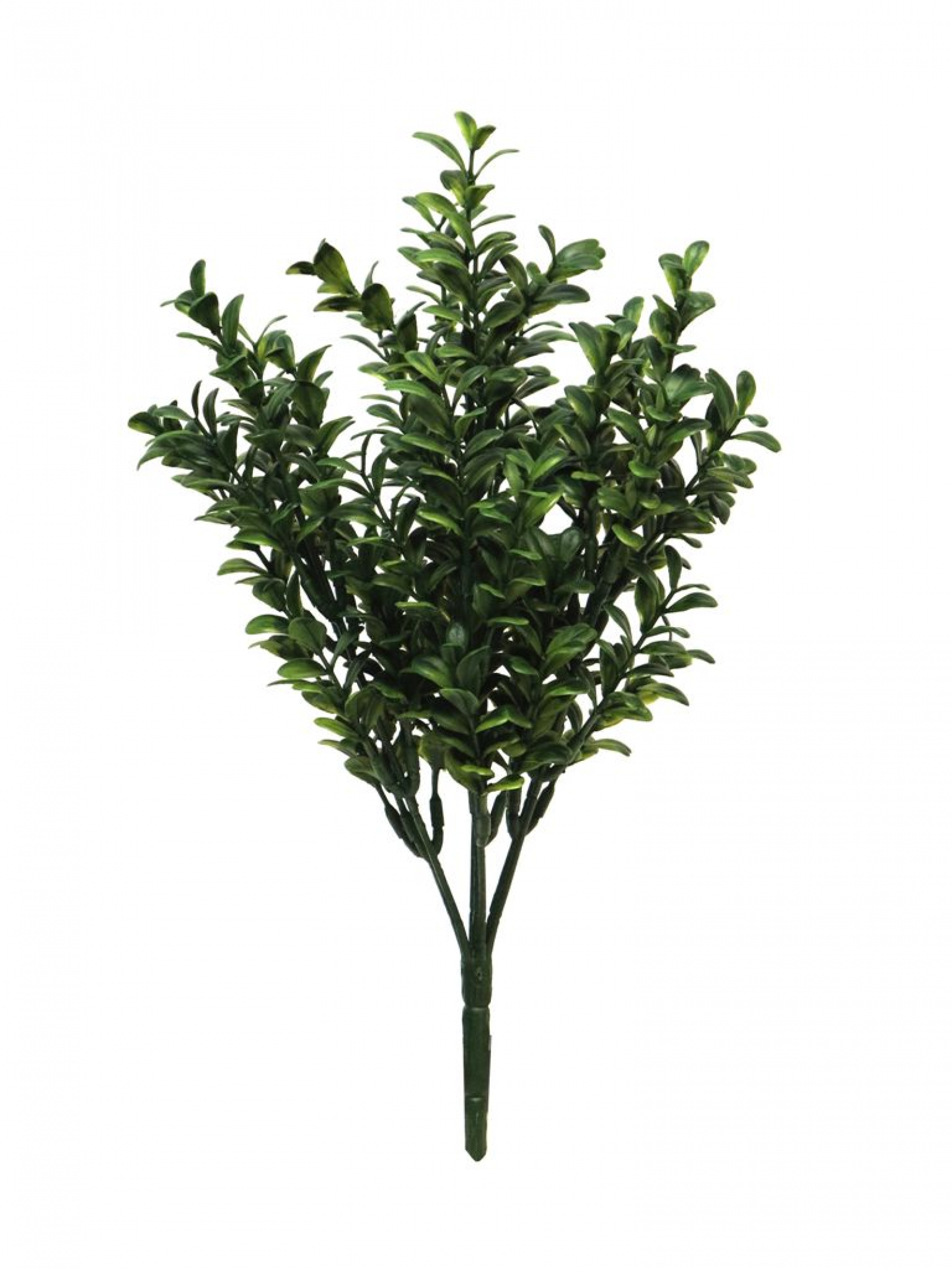 Ligustrum Sunrise Busch gruen 30cm (6 Mon. UV-Schutz) 31607-1