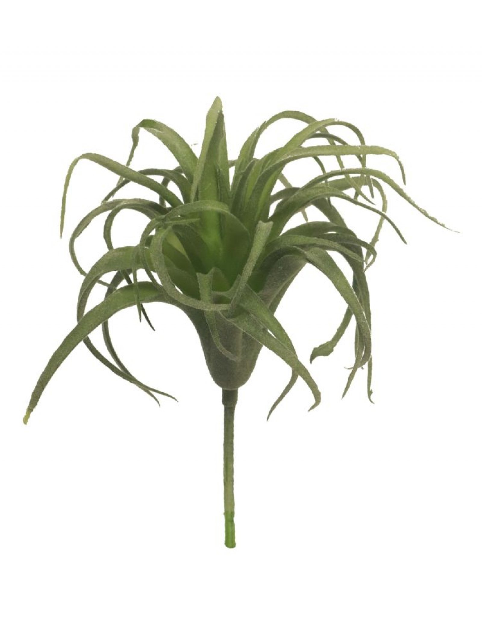 Tillandsien Pick gruen 17cm 31866-0
