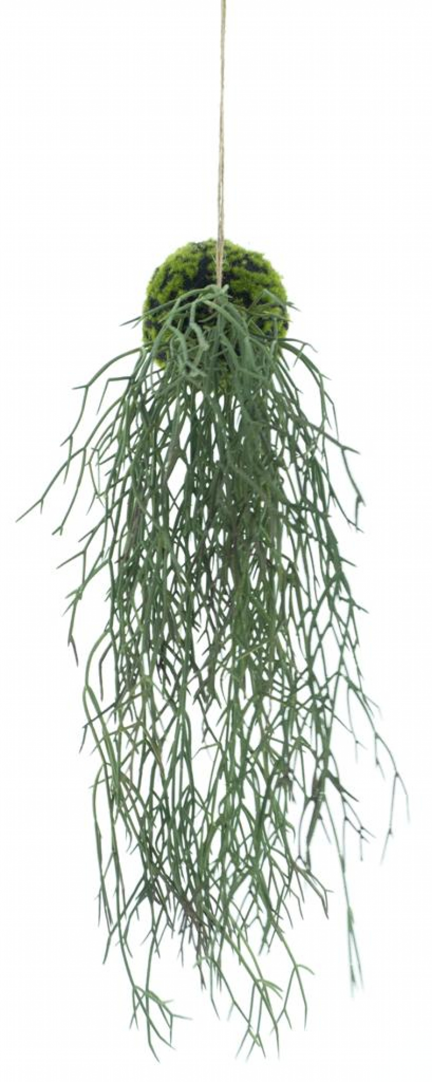 Rhipsalis Haenger gruen 50cm 32811-1