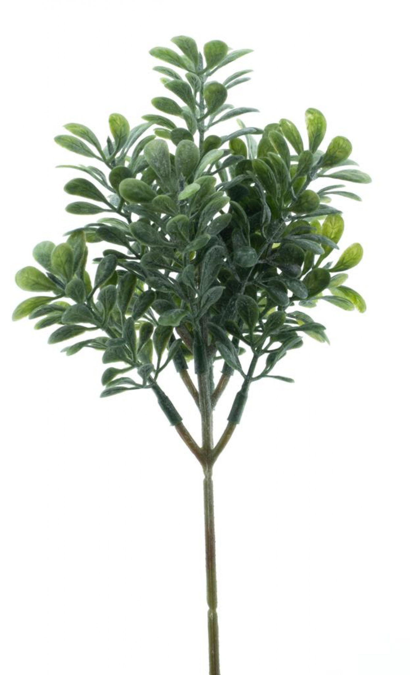 Salvia Blatt Pick gruen 24cm 32948-1