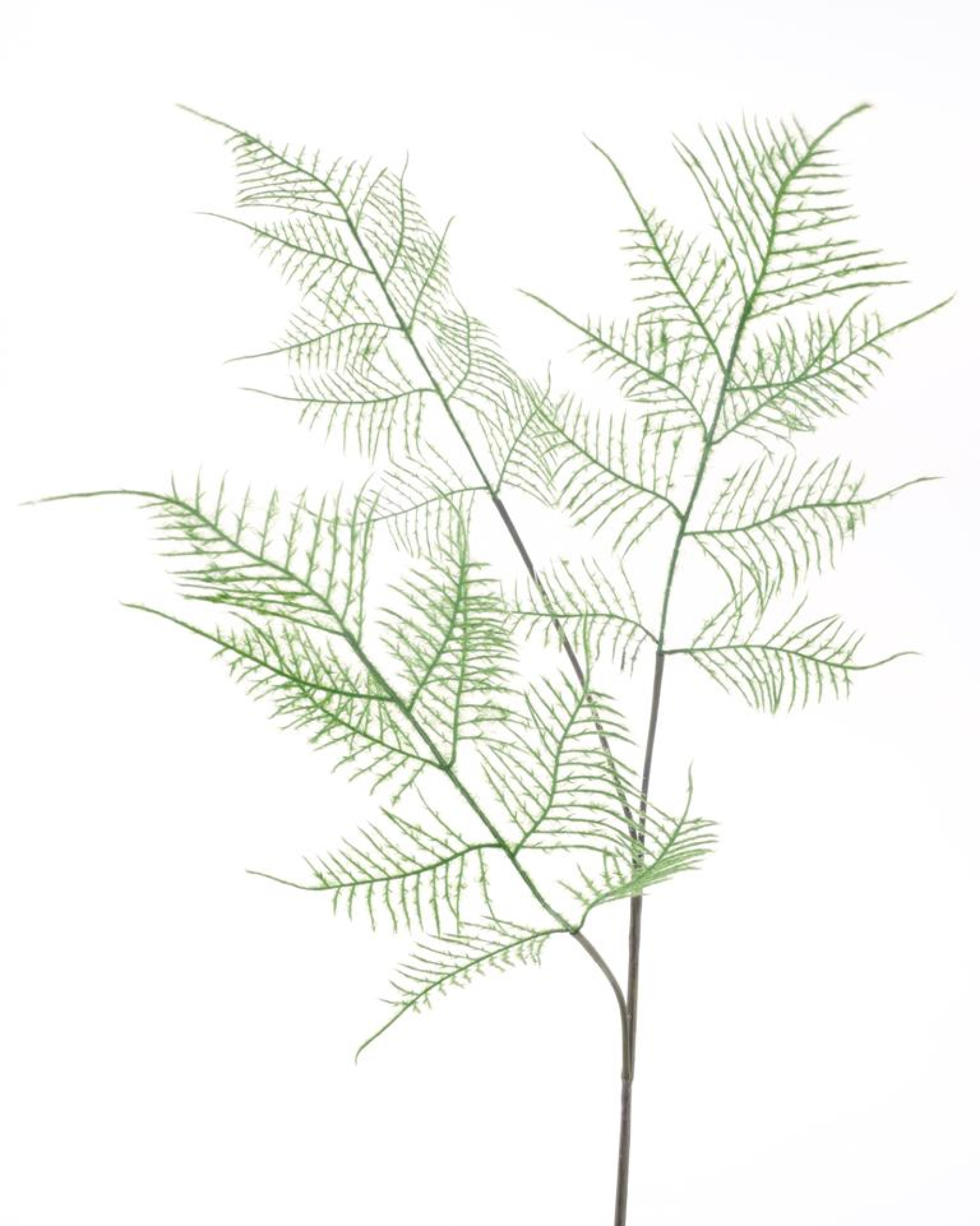 Asparagus-Zweig gruen 80cm 32963-1
