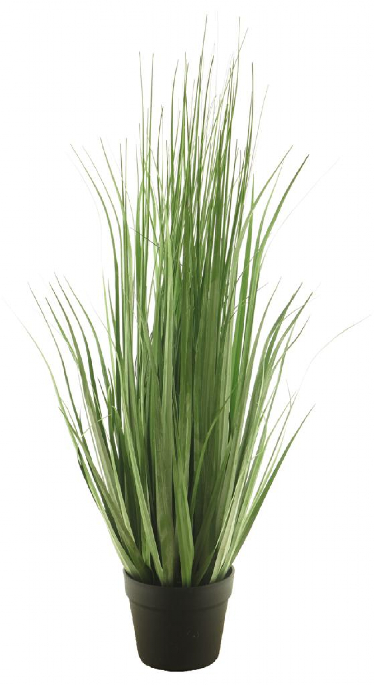 Festuca-Gras mix i.Topf grau/gruen 89cm 51832-1