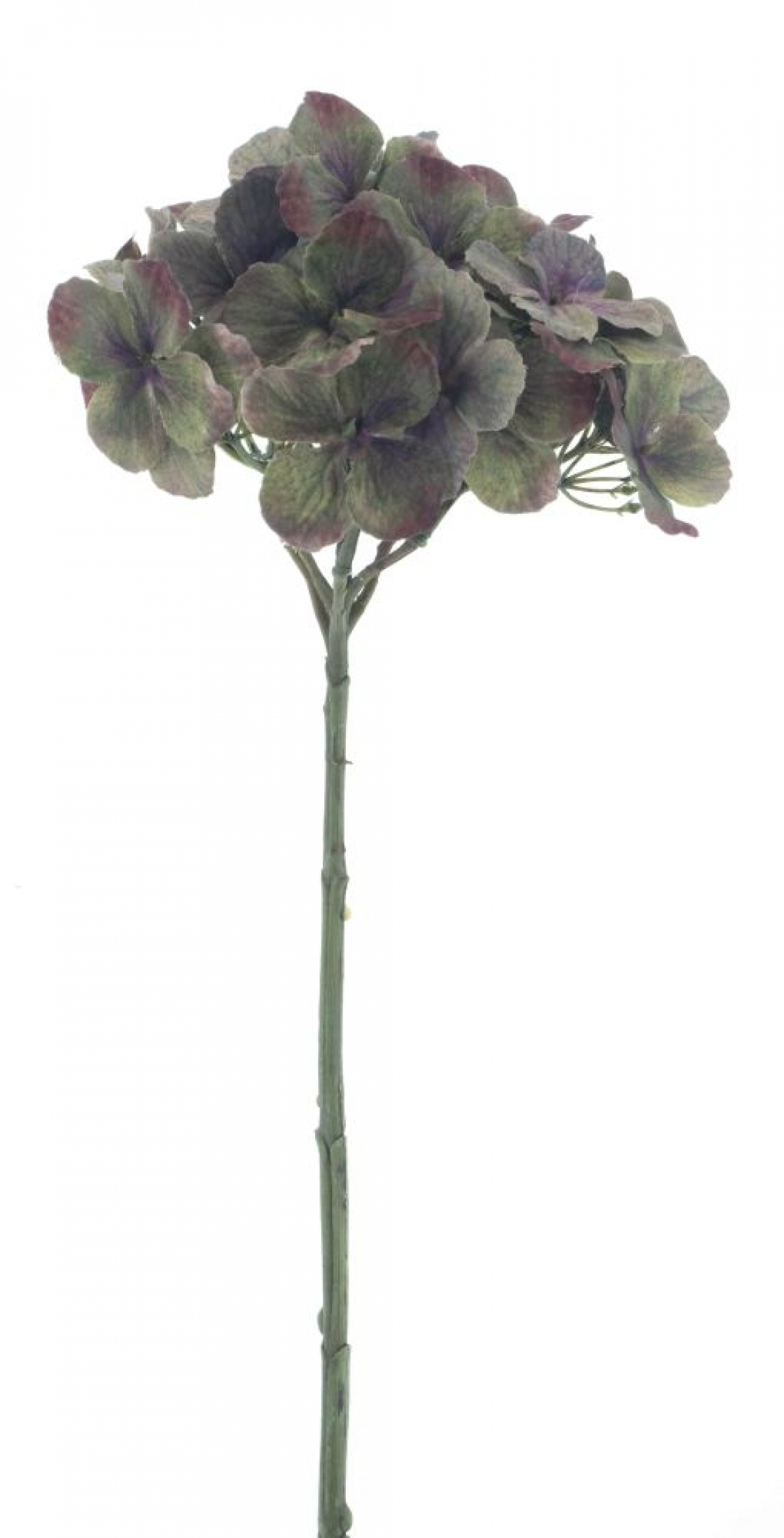 Hortensie Caseros gruen ca. 48cm 72321-1