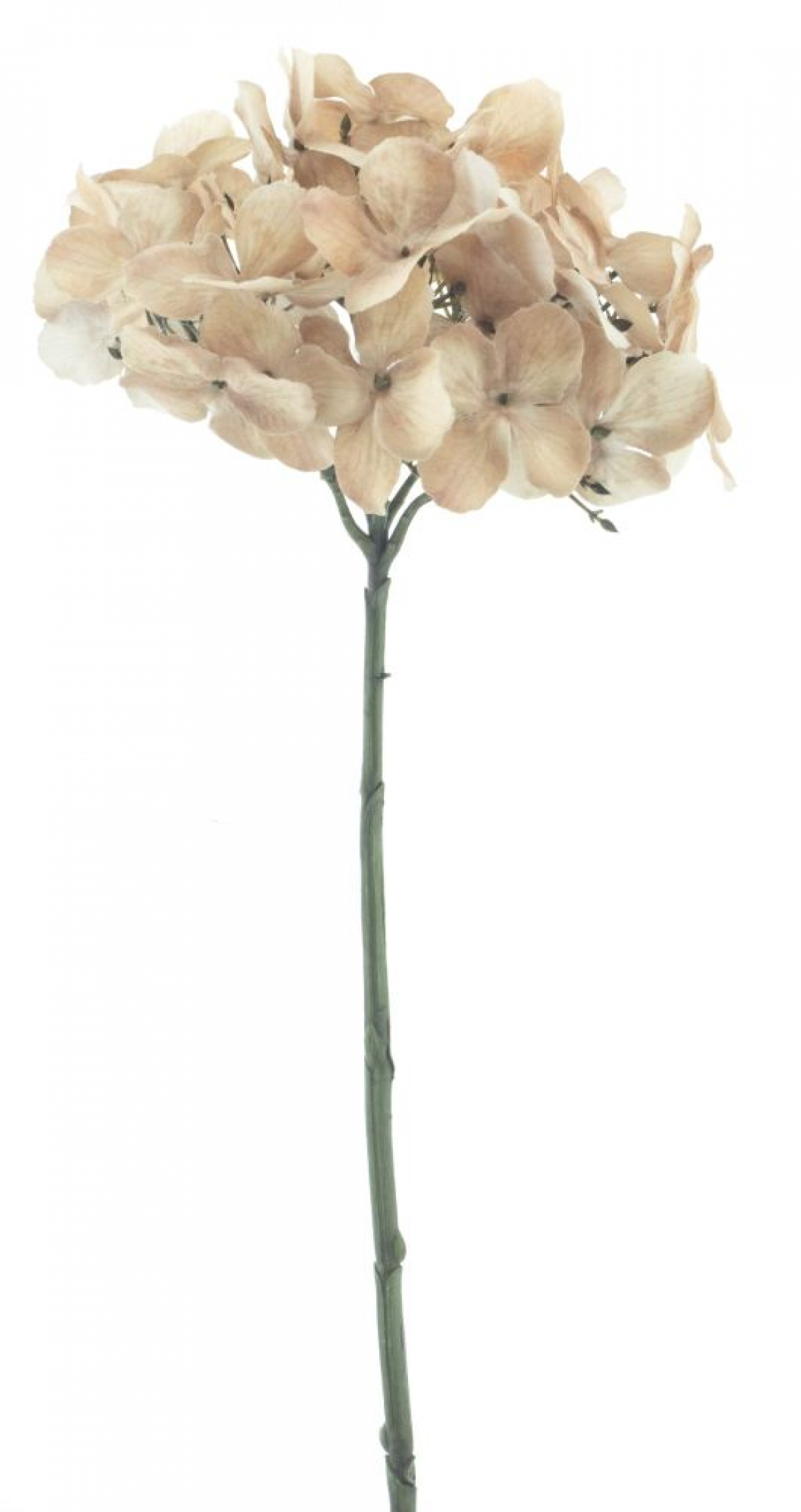 Hortensie Caseros braun ca. 48cm 72321-8