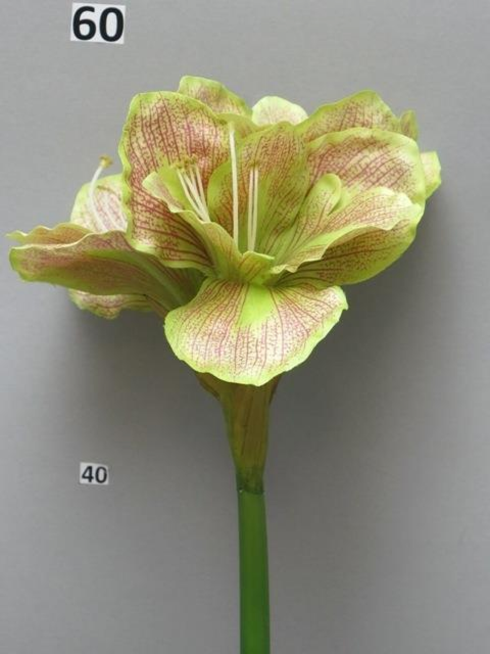 Amaryllis Aline rosa-gruen 63cm 86600-5