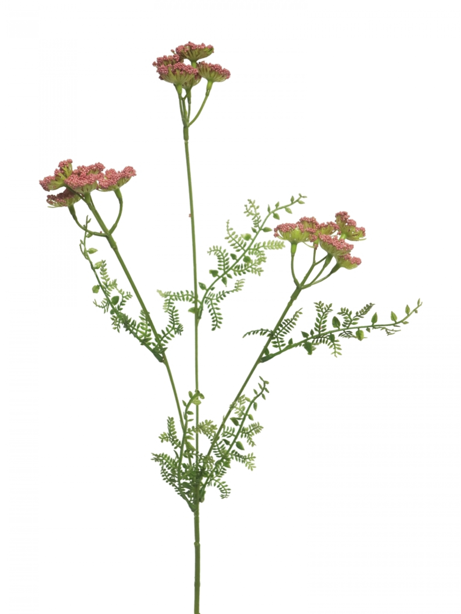 Achillea monti pink 52cm 92536-7