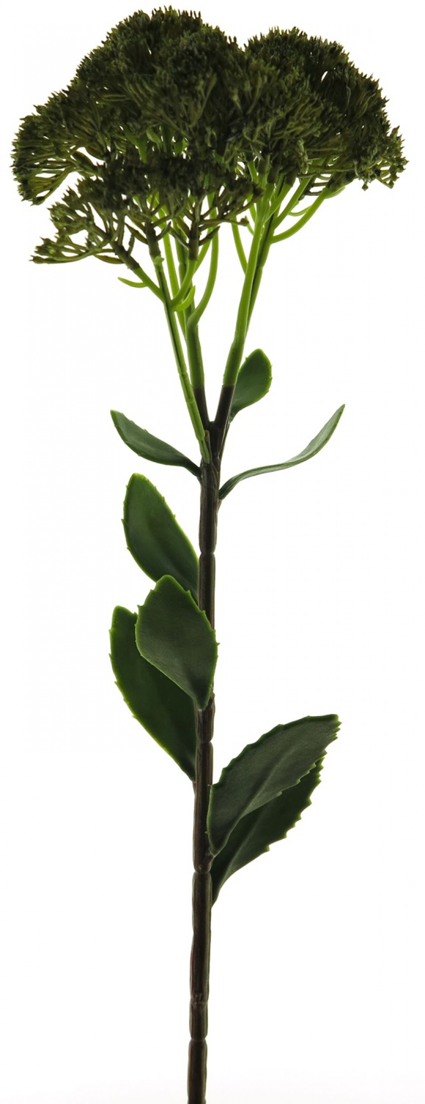 Sedum-Zweig gruen ca. 59cm 93748-1