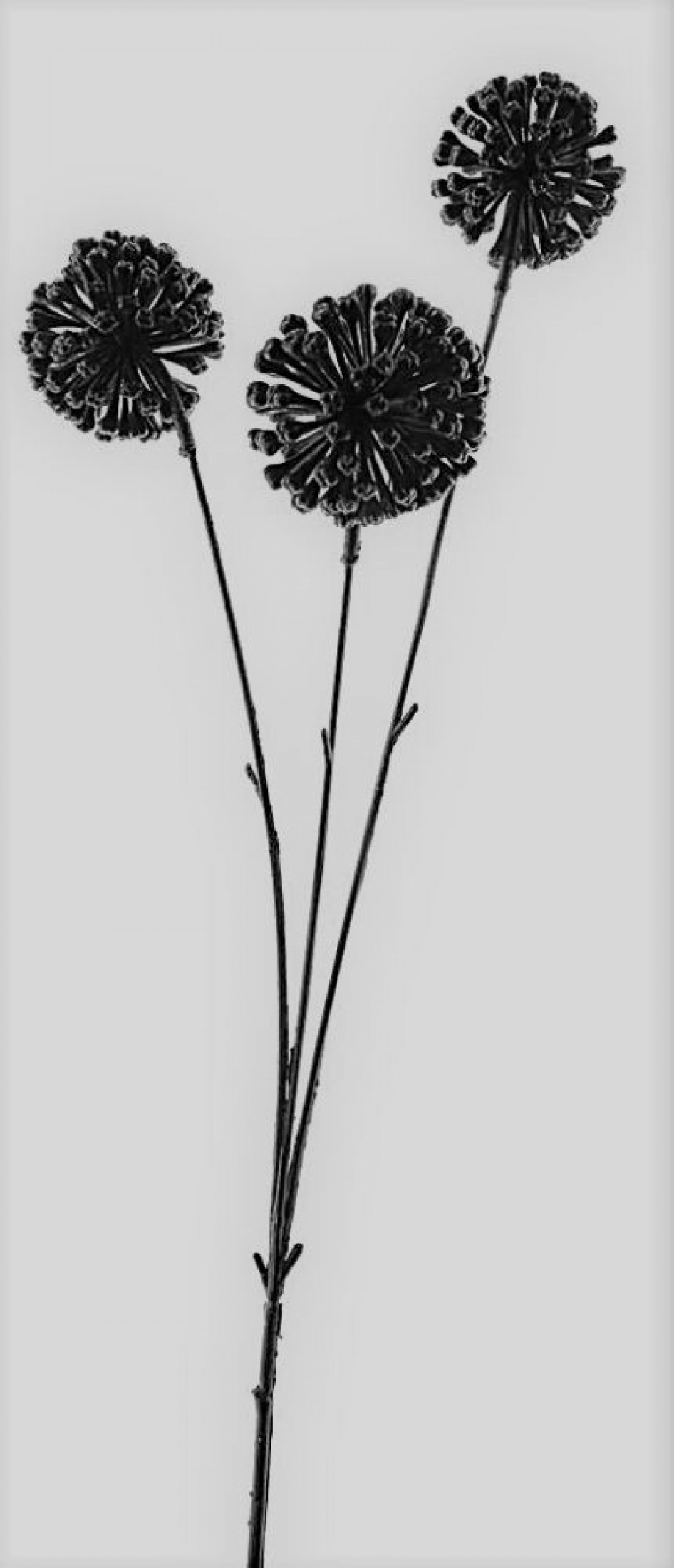 Allium-Zweig 3-gach schwarz 55cm 95435-0