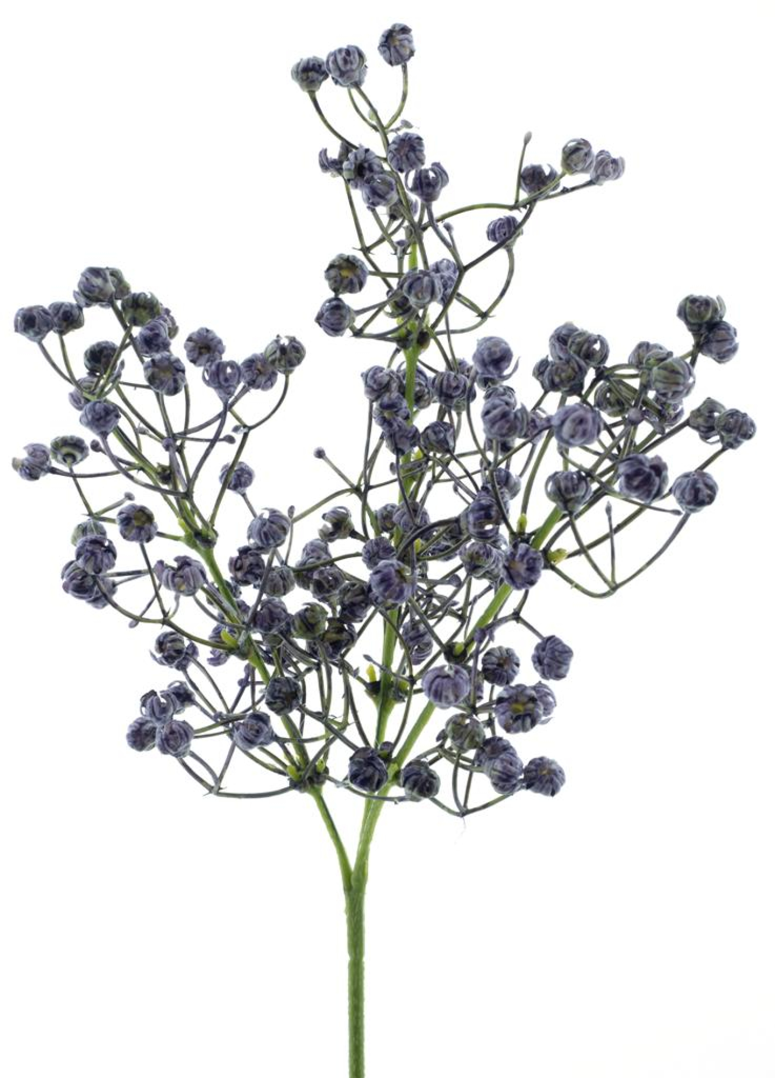 Baby-Gypso-Zweig purple 43cm 96860-6