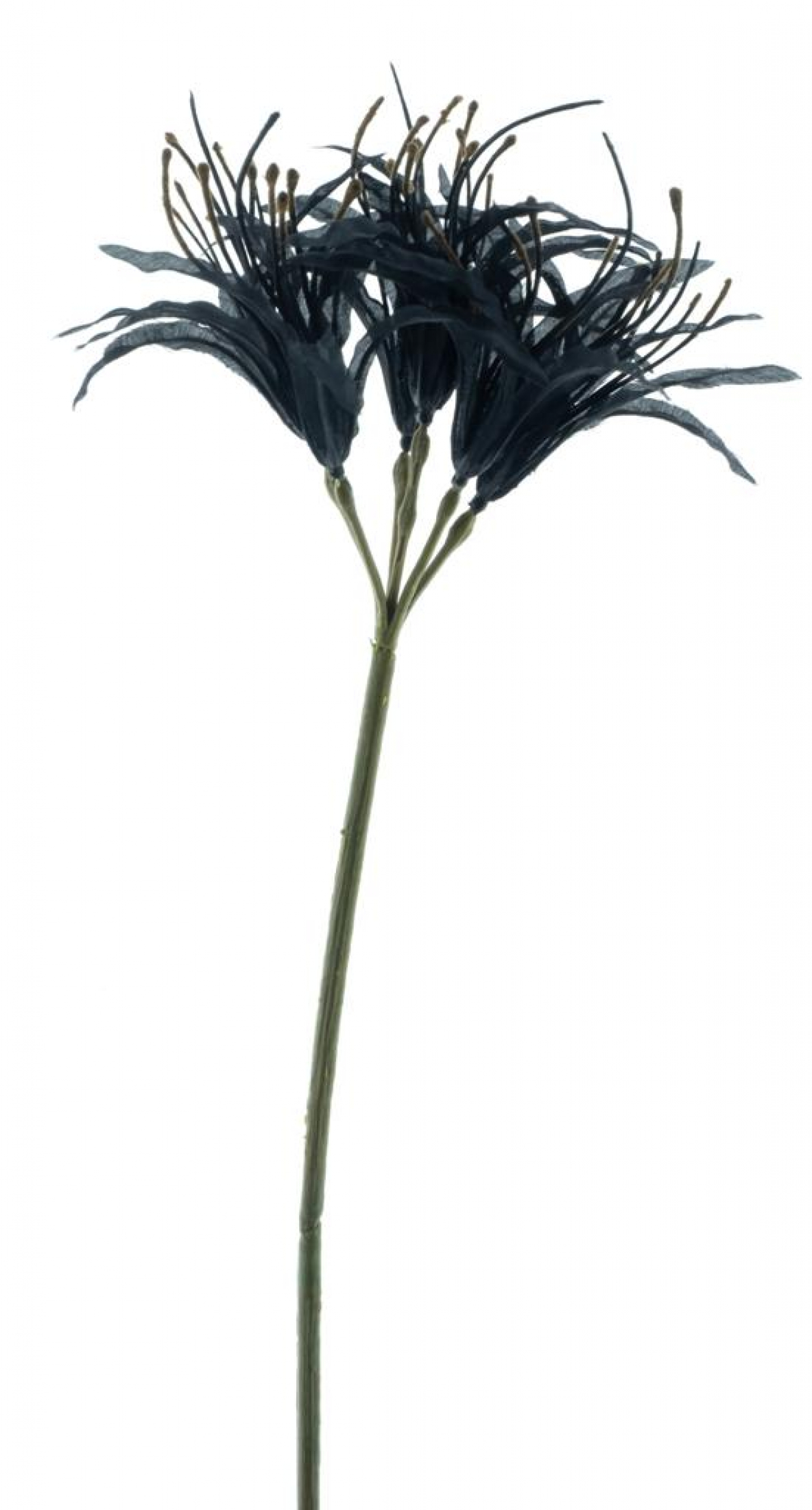Nerine schwarz 91cm 96919-9