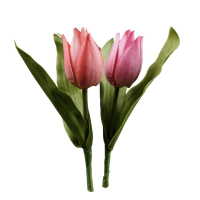 Tulpenpick 1Bl,1Lb H16cm h rs/pk 1120-26