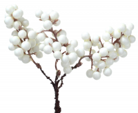 Beerendoldenpick ca. 20cm Kt.m. 12 Stck. weiss 2686-05