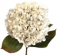 Hortensie, 70cm creme-weiss 120107-12