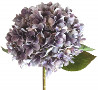 Hortensie, 70cm flieder 120107-57