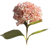 Hortensie, 64cm rosa 120248-22