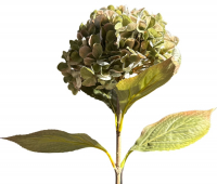 Hortensie, 64cm gruen 120248-42