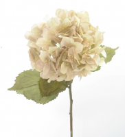 Hortensie Dry L68cm cremeweiss 120517-12