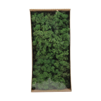 Islandmoos moosgruen 500gr 125818