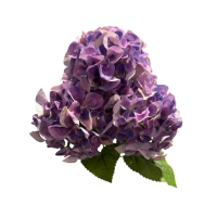 Hortensienbusch  x5, 48cm violett 130105-57