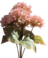 Hortensienbusch x5, 45cm rosa 130319-22