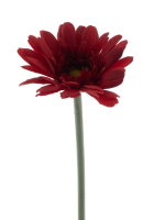 Gerbera Minako 47cm rot 13571-3