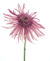 Sommeraster rosa ca. 61cm 13607-7