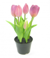 Tulpe i. Topf 5-fach 24cm violett 190008-57