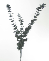 Eucalyptus L82cm schwarz 220326-75