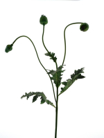 Mohn-Kapselzweig gruen 92cm 22161-1