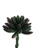 Echeverie Anna rot 14,5cm 22233-3