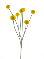 Craspedia-Zweig gelb 67cm 22374-2