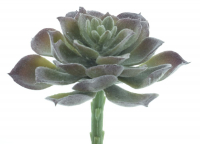 Aeonium-Pcik Guanita gruen-beflockt ca. 14cm 22424-0