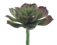 Aeonium-Pcik Guanita burgund-gruen ca. 14cm 22424-3