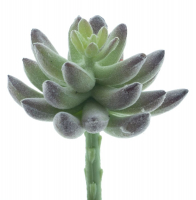 Succulenten-Pick Guanita gruen-beflockt ca. 13cm 22426-0