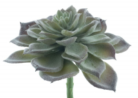 Aeonium-Pick Guanita gruen-beflockt ca. 14cm 22427-0