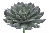 Succulenten-Pick Guanita gruen-beflockt ca. 14cm 22428-0