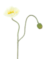 Mohn m.Knospe Ilse creme-gelb 81cm 22590-2