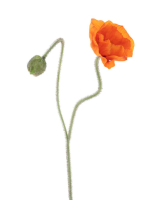 Mohn m.Knospe Ilse orange 81cm 22590-5