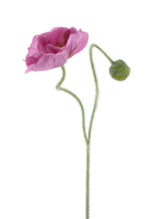 Mohn m.Knospe Ilse beauty 81cm 22590-8