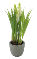 Muscari i.Papiertopf creme 20cm 22635-0