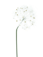 Pusteblume creme 89cm 22656-0