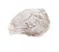 Muschel Placuna Ephium 1 kg natur, ca. 10cm 26MU24
