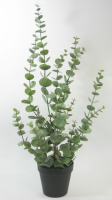 Eucalyptus im Topf, H60cm gruen 290017-42