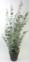 Eucalyptus im Topf H76cm gruen 290130-42